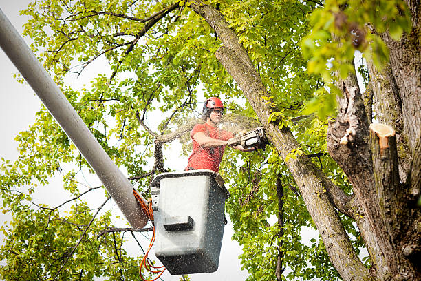 Reliable Butler, MO Tree Service Solutions